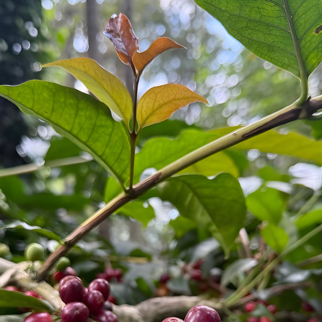 Godfather - Indian grown Brown Tip Panama Geisha