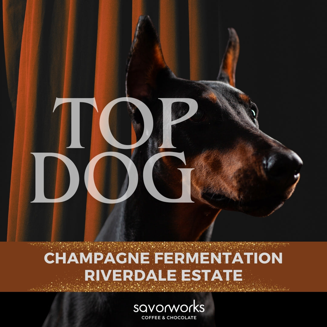 Top Dog- Champagne Fermentation
