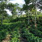 Costa Rica Aquiares Esperanza Anaerobic Natural