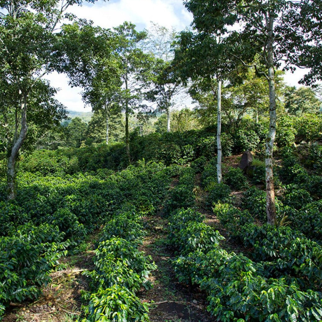 Costa Rica Aquiares Esperanza Anaerobic Natural
